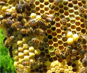 Pelatihan Budidaya Lebah Madu