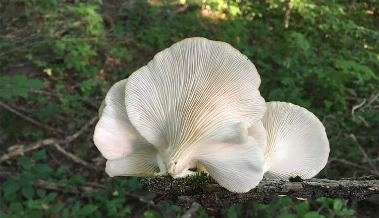 Pelatihan Budidaya Jamur Hutan