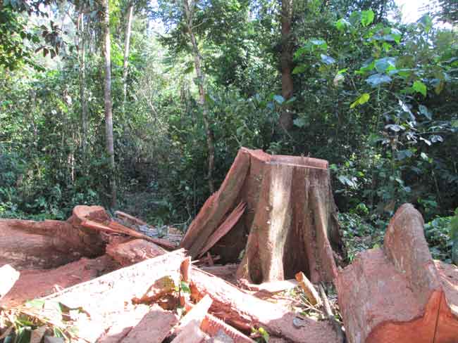 Pelatihan Tenaga Teknis Pengelolaan Hutan Produksi Lestari Pemanenan Hutan