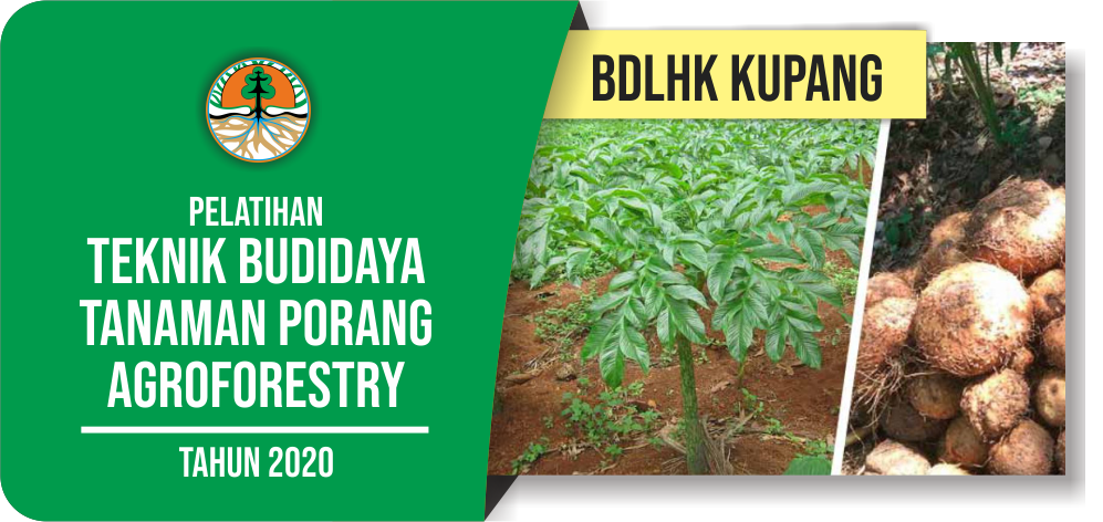 Pelatihan Teknik Budidaya Tanaman Porang Agroforestry - BDLHK Kupang