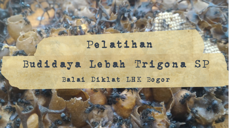 Pelatihan Budidaya Lebah Trigona SP di BDLHK Bogor