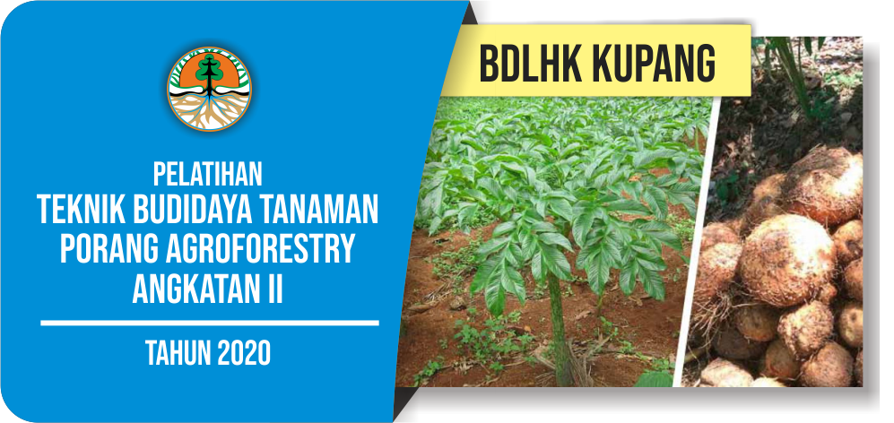 Pelatihan Teknik Budidaya Tanaman Porang Agroforestry Angkatan II BDLHK Kupang