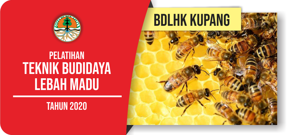 Pelatihan Teknik Budidaya Lebah Madu BDLHK Kupang