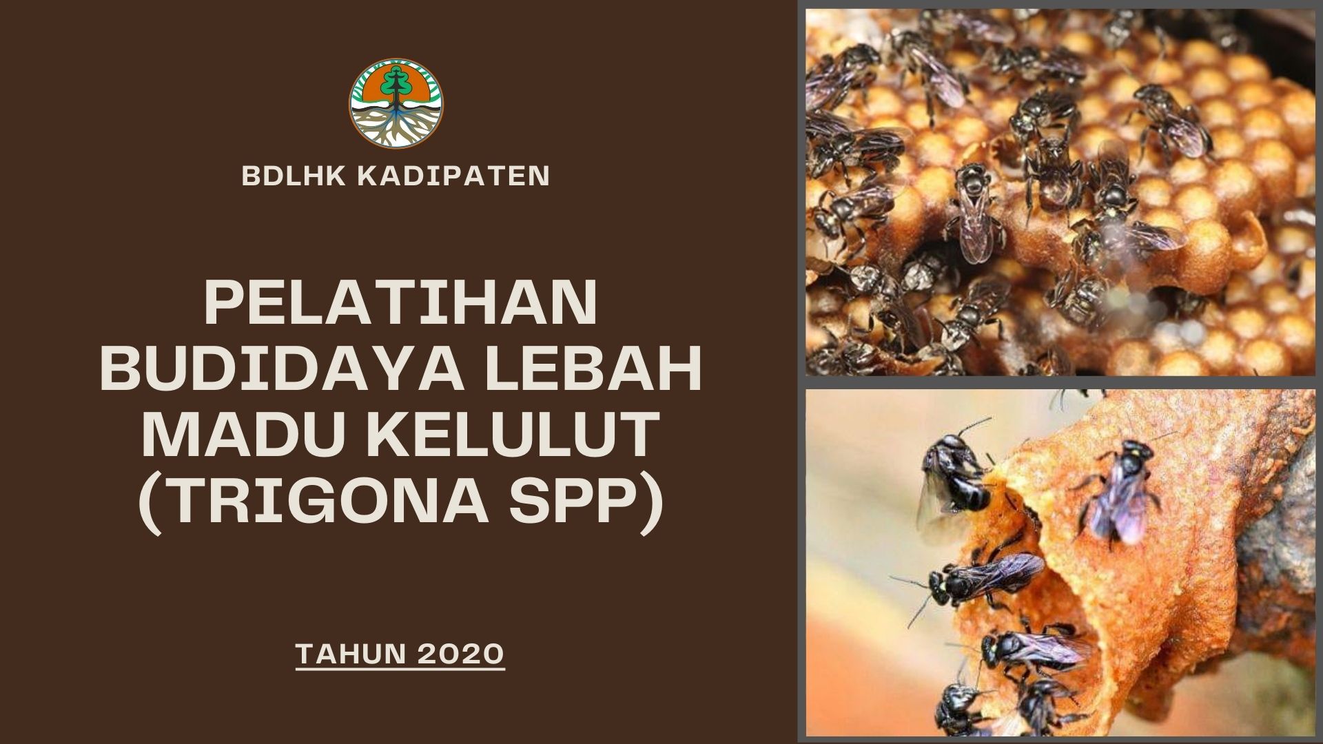 PELATIHAN BUDIDAYA LEBAH MADU KELULUT (TRIONA SPP) DI KADIPATEN